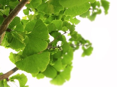 Heilraum-Natur_Blätter_Ast