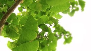 Heilraum-Natur_Blätter_Ast