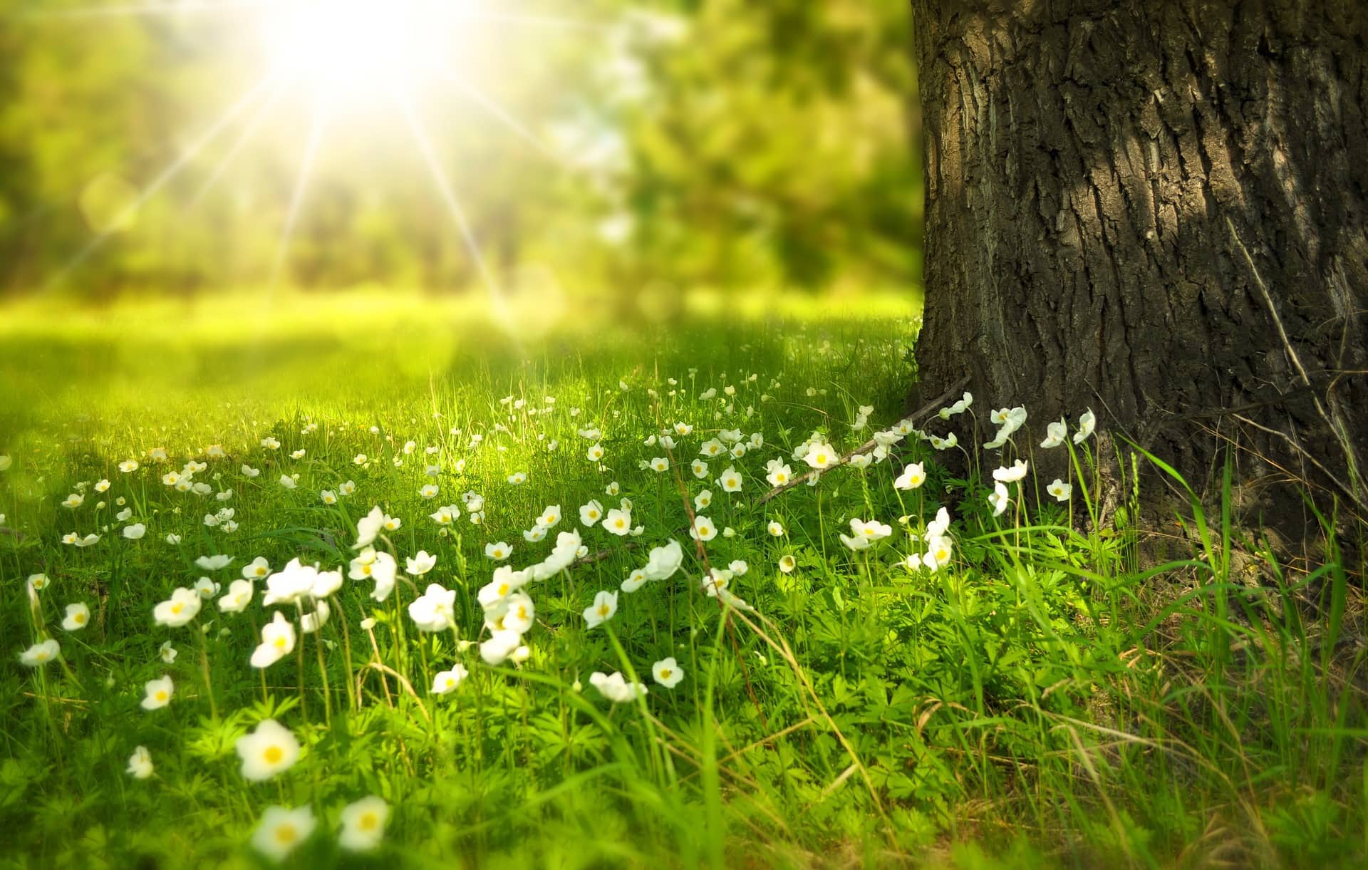 Heilung_im_Licht_Wiese_Baum_Sonnenschein