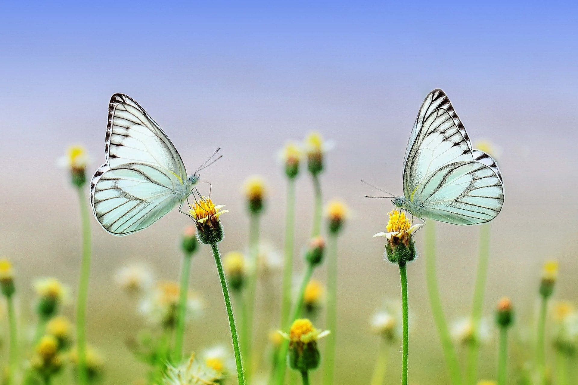 Schmetterling_Insekt_Blume_Natur
