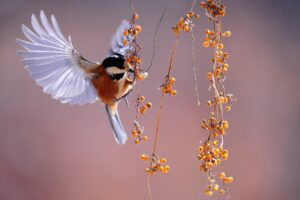 Ein kleiner Vogel, dessen prächtiges Federkleid in den warmen Tönen von Schwarz, Weiß und Orange erstrahlt, schwebt anmutig in der Luft. Seine Flügel sind weit ausgebreitet, eingefangen in einem perfekten Moment des Fluges, der die Leichtigkeit und Eleganz seiner Bewegung betont. Der Vogel nähert sich mit sichtbarer Achtsamkeit den kleinen, leuchtend orangefarbenen Beeren, die an zierlichen Zweigen hängen und einen sanften Kontrast zum unscharfen, ruhigen Hintergrund bilden.