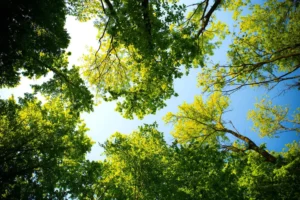 Blick nach oben durch ein dichtes Blätterdach verschiedener Bäume in einem Wald, deren grüne Blätter von strahlendem Sonnenlicht durchbrochen werden, was ein Gefühl von Offenheit und Verbindung zur Natur vermittelt. Der klare blaue Himmel im Hintergrund symbolisiert Weite und die Möglichkeit, über den eigenen Horizont hinaus zu denken.