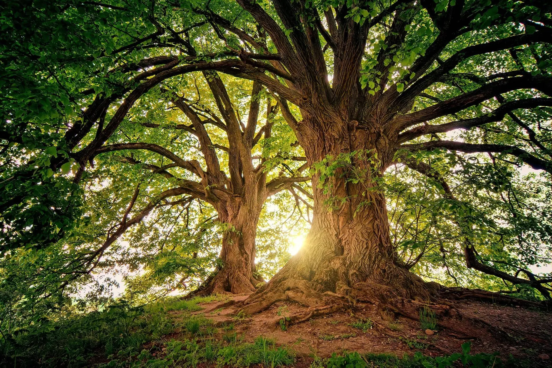 Ein majestätischer Baum steht im Zentrum eines friedvollen Waldes, seine robusten Wurzeln tief in die Erde eingegraben und seine weit ausladenden Äste, die ein dichtes Blätterdach bilden, fangen die sanften Strahlen der untergehenden Sonne ein. Dieses Bild verkörpert die Essenz der Achtsamkeit – die Einladung, im Moment zu verweilen, die Stille der Natur zu schätzen und sich der tiefen Verbindung zwischen uns und der Erde bewusst zu werden. Die warmen Sonnenstrahlen, die durch die Blätter brechen, schaffen ein Gefühl von Hoffnung und Erneuerung, und erinnern uns daran, die Schönheit in den einfachen Dingen des Lebens zu finden und jeden Augenblick bewusst zu erleben.