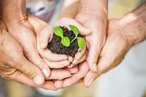 Mehrere Hände unterschiedlichen Alters halten gemeinsam eine kleine Menge Erde, in der ein junger Spross sorgsam gepflanzt wurde. Diese sinnbildliche Geste steht für den Prozess der Heilung und des Wachstums in der Psychotherapie, wo wie bei einem zarten Keimling, das innere Wohl und die Regeneration genährt werden. Die unterschiedlichen Hände symbolisieren die Unterstützung und Gemeinschaft, die für die emotionale Erholung essentiell sind, und erinnern uns daran, dass die Pflege unserer mentalen Gesundheit ein kollektives, umsorgendes Bemühen erfordert. Dieses Bild verkörpert Hoffnung und die Möglichkeit der Erneuerung durch achtsame Fürsorge und therapeutische Begleitung