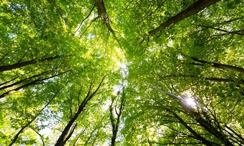 CO2Ausgleich
