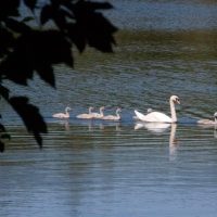 Foto_Schwan