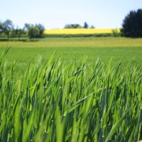 Gras_Seite-27 Bild Gras