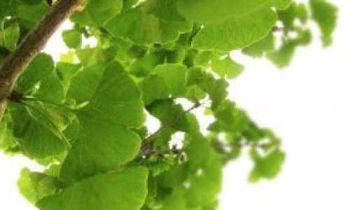 Heilraum-Natur_Blätter_Ast
