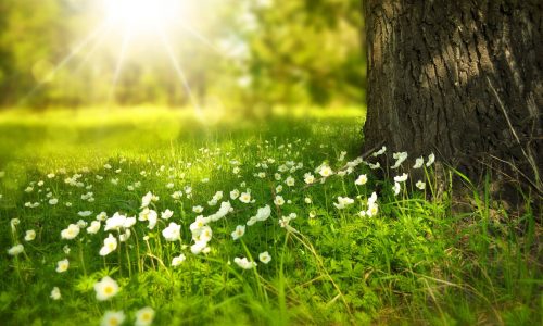 Heilung_im_Licht_Wiese_Baum_Sonnenschein