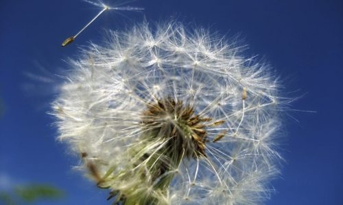 Seminar Hochsensibel in Beziehung sein Hochsensibilität