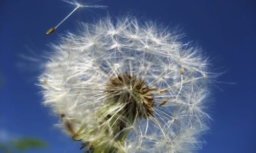 Seminar Hochsensibel in Beziehung sein Hochsensibilität