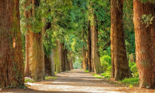 Natur heilt - Ruhe und Achtsamkeit im Wald für die Seele