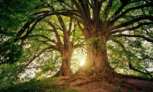 Ein majestätischer Baum steht im Zentrum eines friedvollen Waldes, seine robusten Wurzeln tief in die Erde eingegraben und seine weit ausladenden Äste, die ein dichtes Blätterdach bilden, fangen die sanften Strahlen der untergehenden Sonne ein. Dieses Bild verkörpert die Essenz der Achtsamkeit – die Einladung, im Moment zu verweilen, die Stille der Natur zu schätzen und sich der tiefen Verbindung zwischen uns und der Erde bewusst zu werden. Die warmen Sonnenstrahlen, die durch die Blätter brechen, schaffen ein Gefühl von Hoffnung und Erneuerung, und erinnern uns daran, die Schönheit in den einfachen Dingen des Lebens zu finden und jeden Augenblick bewusst zu erleben.