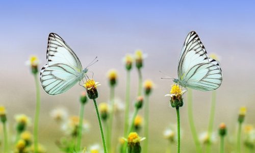 Schmetterling_Insekt_Blume_Natur