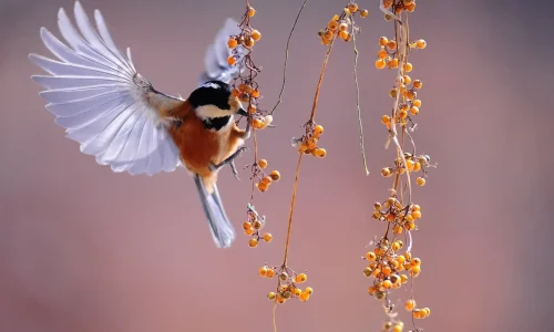 Ein zartes, hochsensibles Wesen in voller Harmonie mit seiner Umgebung: Ein Vogel, der mit ausgebreiteten, transparent anmutenden Flügeln im Flug verharrt, während er sanft an den leuchtend orangefarbenen Beeren eines zarten Zweiges pickt. Die feine Textur seiner Federn, im Einklang mit der subtilen Eleganz der schwebenden Beeren, symbolisiert die Tiefe und Feinheit der Wahrnehmung, die mit Hochsensibilität (HSP) einhergeht. In diesem Moment der Stille und des sanften Austauschs mit der Natur offenbart sich die Schönheit der hochsensiblen Wahrnehmung – ein Bild, das sowohl die Zartheit als auch die Stärke von HSP einfängt.