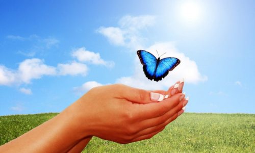 Blauer Schmetterling