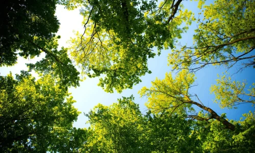 Blick nach oben durch ein dichtes Blätterdach verschiedener Bäume in einem Wald, deren grüne Blätter von strahlendem Sonnenlicht durchbrochen werden, was ein Gefühl von Offenheit und Verbindung zur Natur vermittelt. Der klare blaue Himmel im Hintergrund symbolisiert Weite und die Möglichkeit, über den eigenen Horizont hinaus zu denken.